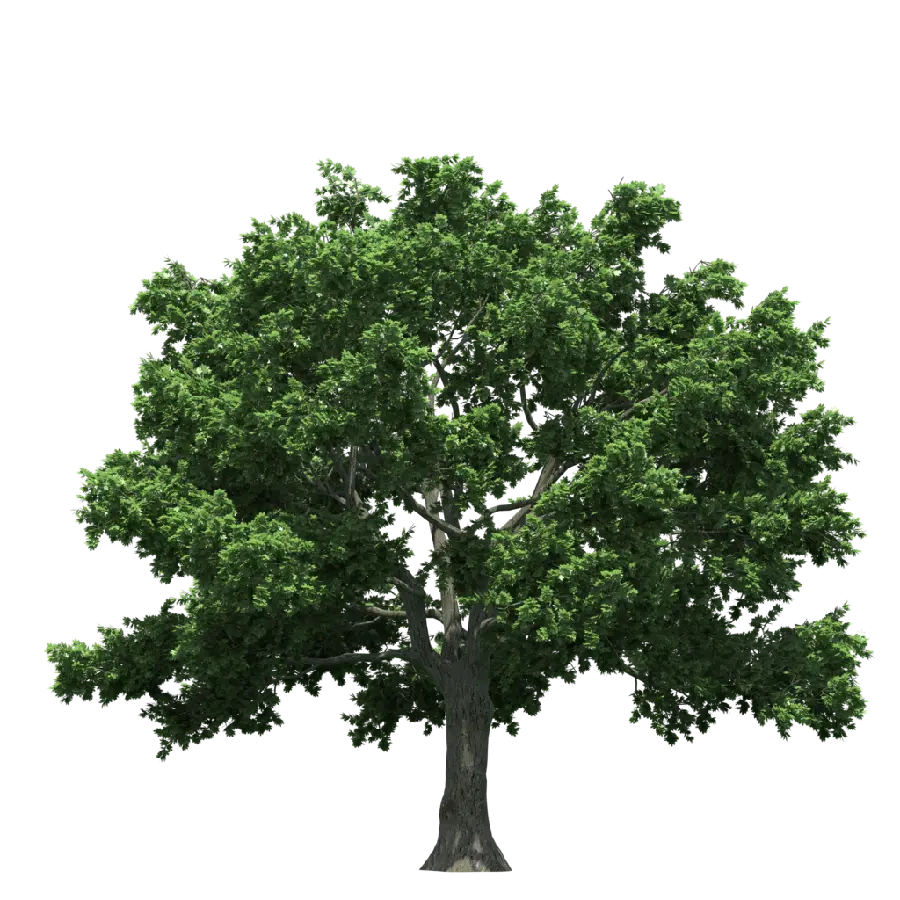 دانلود PNG درخت برای فتوشاپ با کیفیت فول اچ دی 