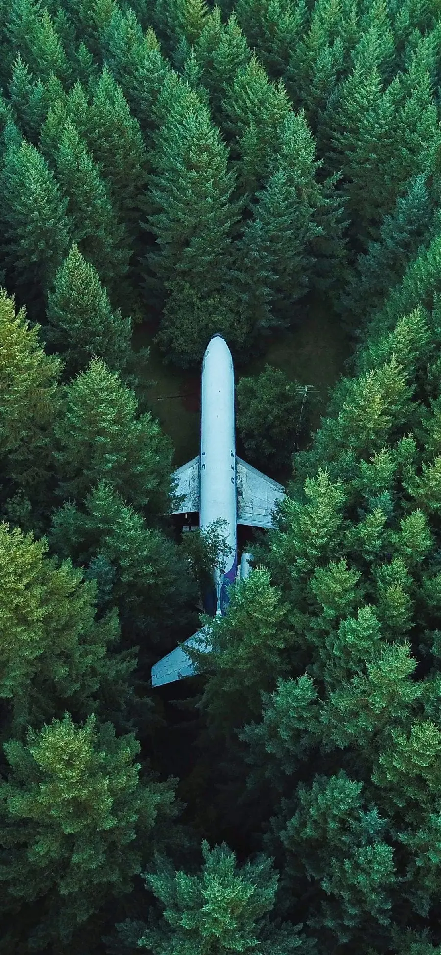 عکس پروفایل عجیب با طرح هواپیما میان جنگل سبز 8K