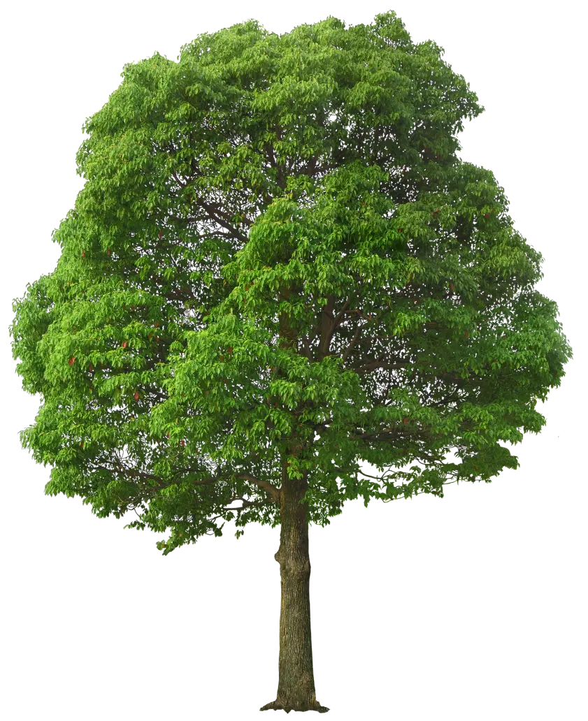 دانلود جدید ترین عکس دوربری شده به شکل png بدون پس زمینه برای فتوشاپ درخت