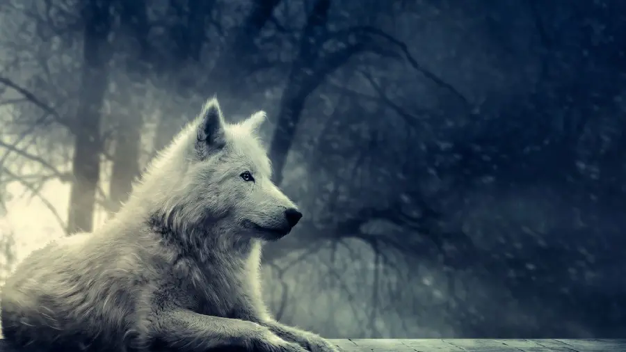 عکس زمینه بی نظیر از گرگ سفید در تاریکی برای دسکتاپ 