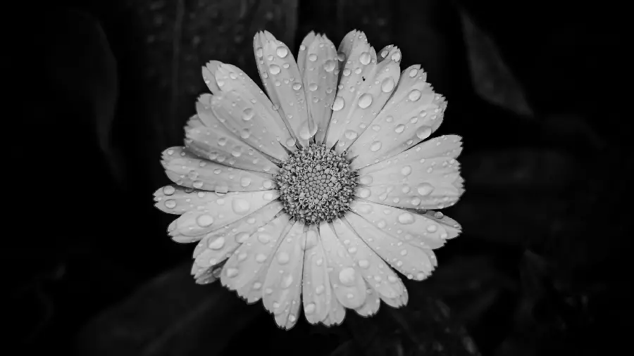 عکس زمینه رویایی از گل خوش فرم با تم سیاه سفید برای دسکتاپ 