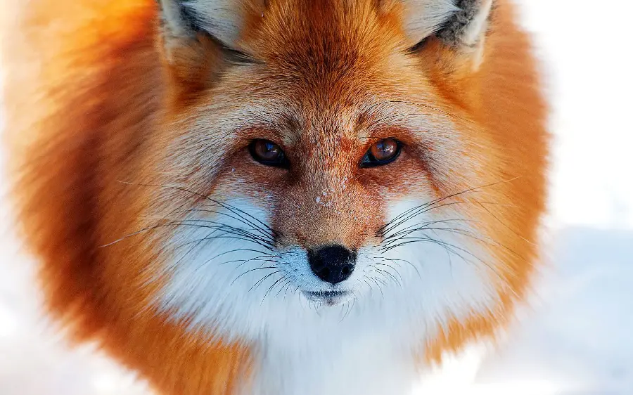 خاص‌ترین تصویر زمینه از روباه با چشمان بسیار زیبا با کیفیت FUII HD