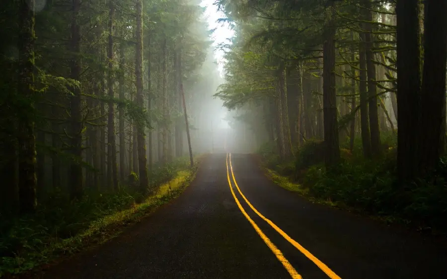 عکس استوک بی نظیر جاده جنگلی با تم سبز تیره خاص