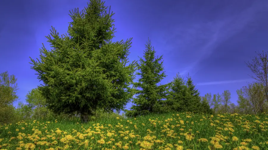 دانلود عکس استوک باشکوه از طبیعت سبز با گل های زرد دلپذیر
