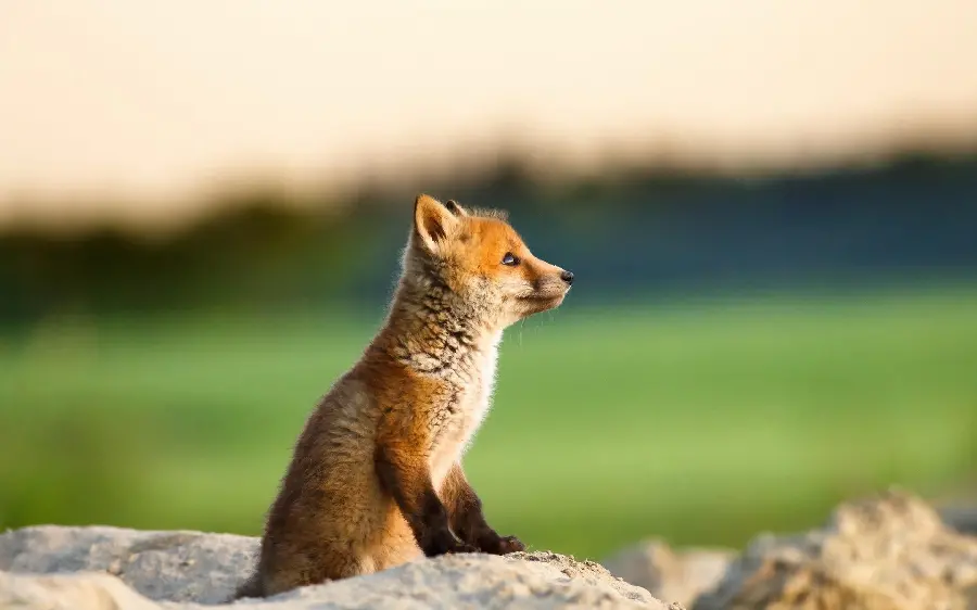عکس زمینه جالب از روباه نظاره‌گر به دوردست‌ها