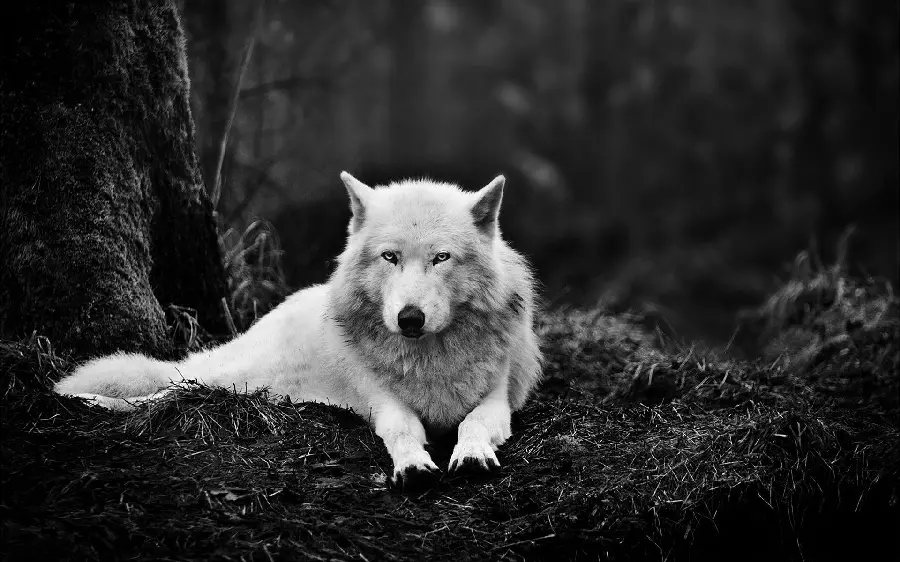 والپیپر جالب توجه از گرگ درنده خو و سفید در فضای مشکی 