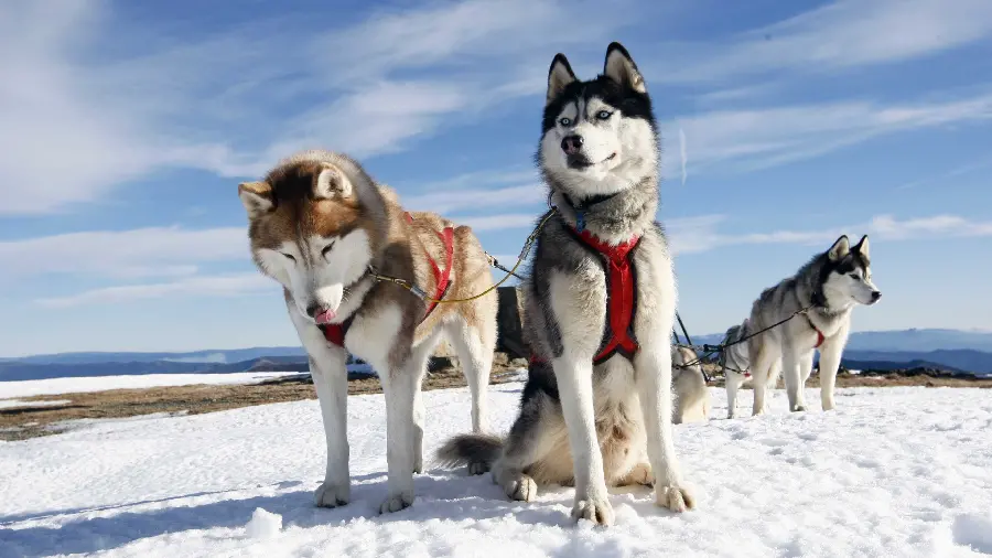 جذاب ترین والپیپر سگ های هاسکی در برف با کیفیت HD