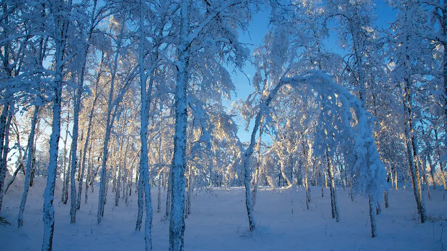 والپیپر تماشایی و ایده آل از طبیعت زمستانی برای ویندوز 11