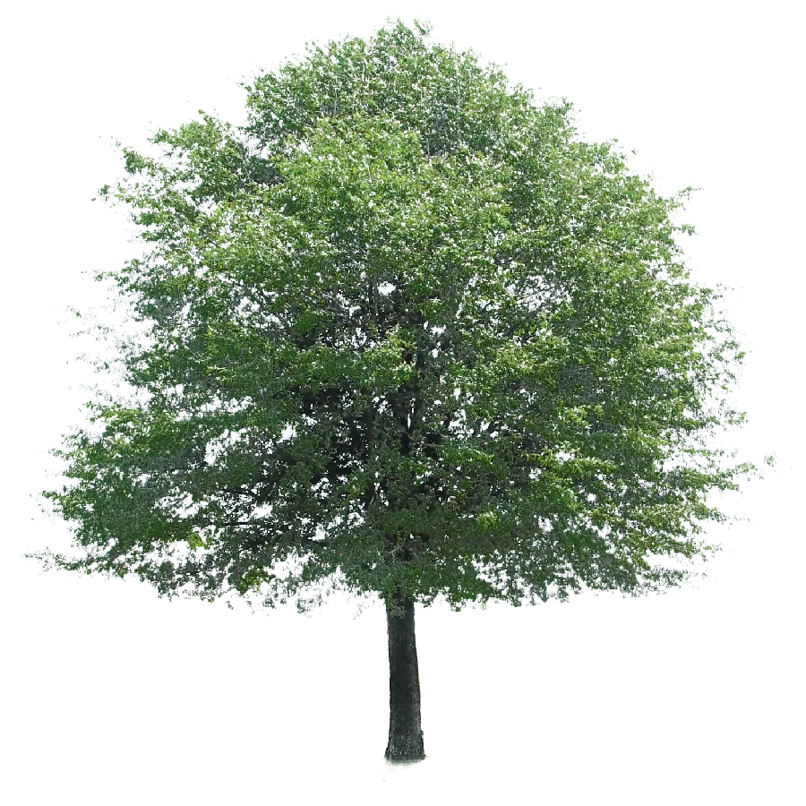 برترین PNG درخت سبز برای نرم افزار ادیت حرفه‌ای