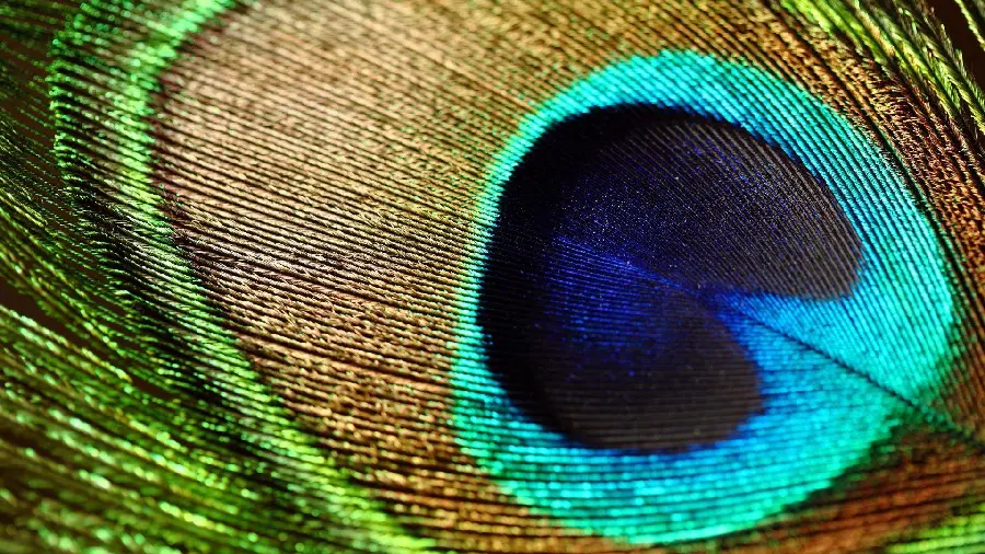 دانلود تصویر تحسین برانگیز پر طاووس با جزئیات ويژه با کیفیت بالا