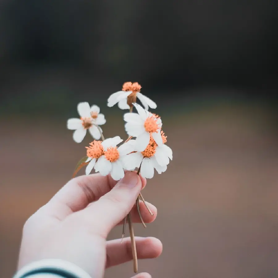 دانلود عکس استوک و شاداب از یک بوتە‌ی گل سفید در دست مناسب موبایل