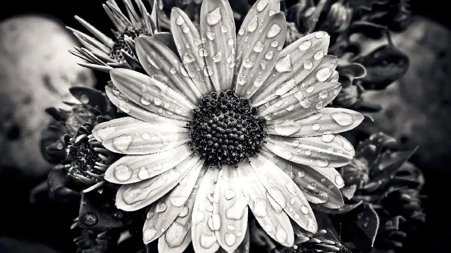 عکس استوک شاهکار از گل خوشگل با تم سیاه سفید و کیفیت HD