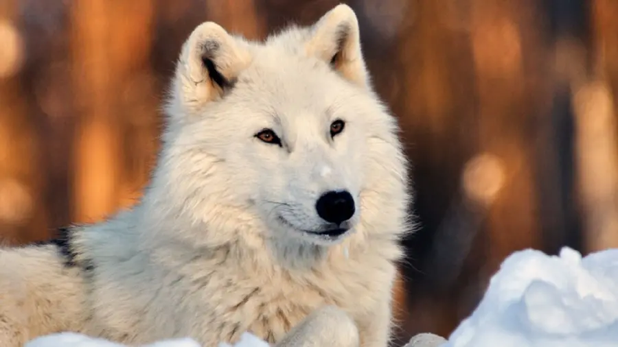 تصویر بدیع از گرگ سفید زیبا و خاص با کیفیت ویژه 