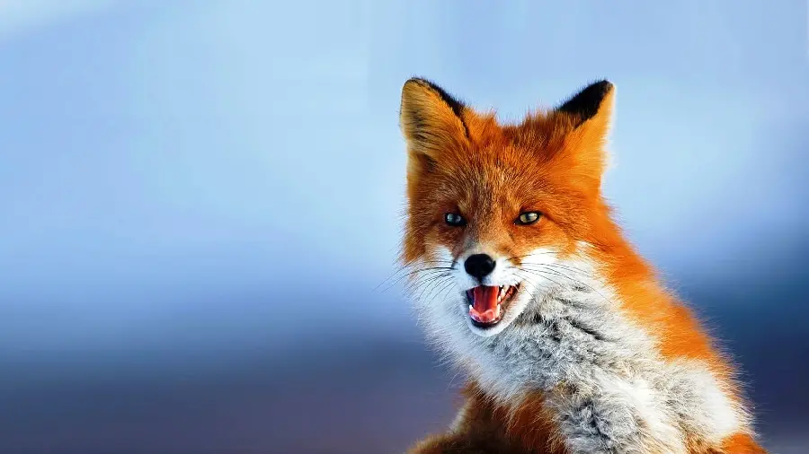 دانلود تصویر روباهی که از عصبانیت دندانهایش را نشان داده