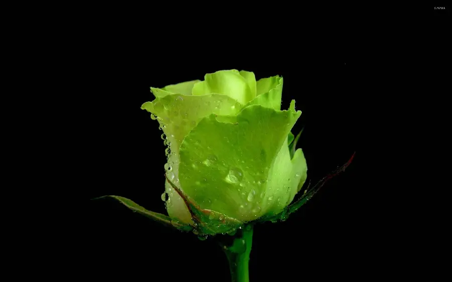تصویر استوک گل رز سبز رنگ تازه شکفته با قطرات آب رویش باکیفیت عالی مناسب تبلت
