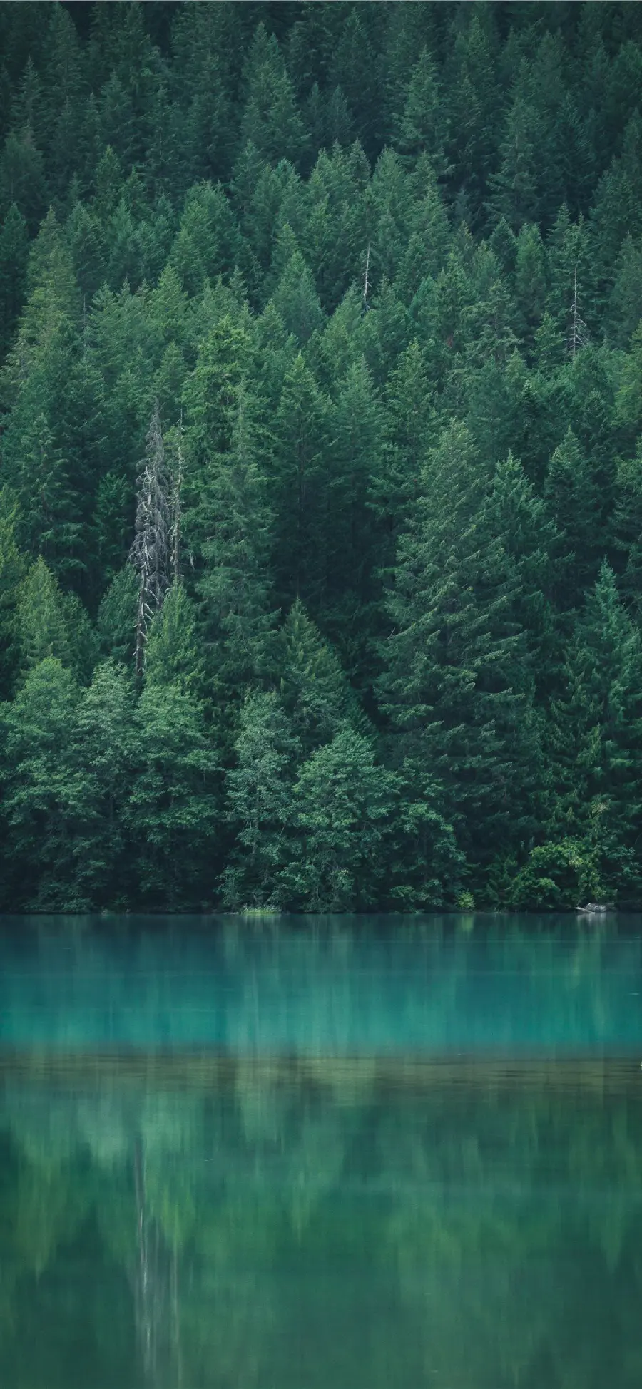 تصویر زمینه گوشی اندروید با عنوان جنگل و دریاچه در درونش