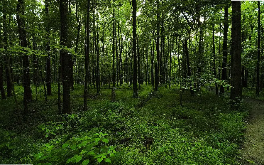 نمای اعجاب برانگیز از جنگل پردرخت برای پست اینستاگرام 
