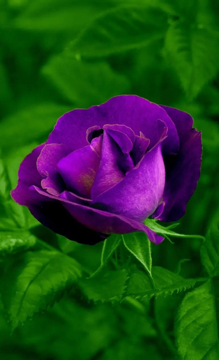 زیباترین تصویر زمینە از گل رز بنفش با بوتە‌‌ی سبزش باکیفیت HD مناسب گوشی