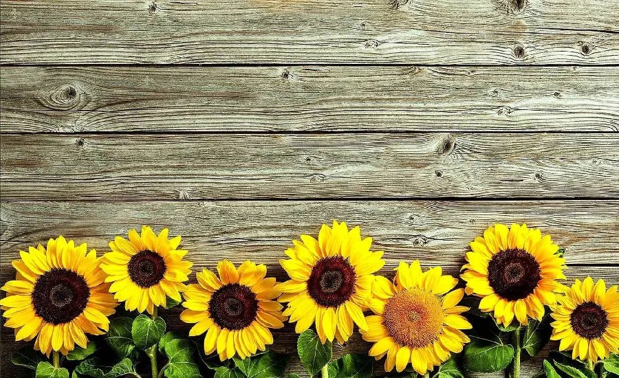 تصویر گل های آفتابگردان با پس زمینه چوبی باکلاس برای نوشتن متن