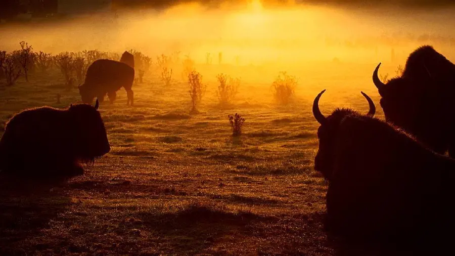 والپیپر زیبا از گاومیش ها هنگام غروب آفتاب