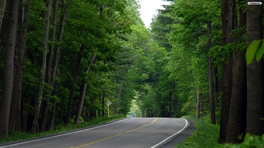 بک گراند سبز و تماشایی جاده جنگلی با کیفیت خیلی خوب