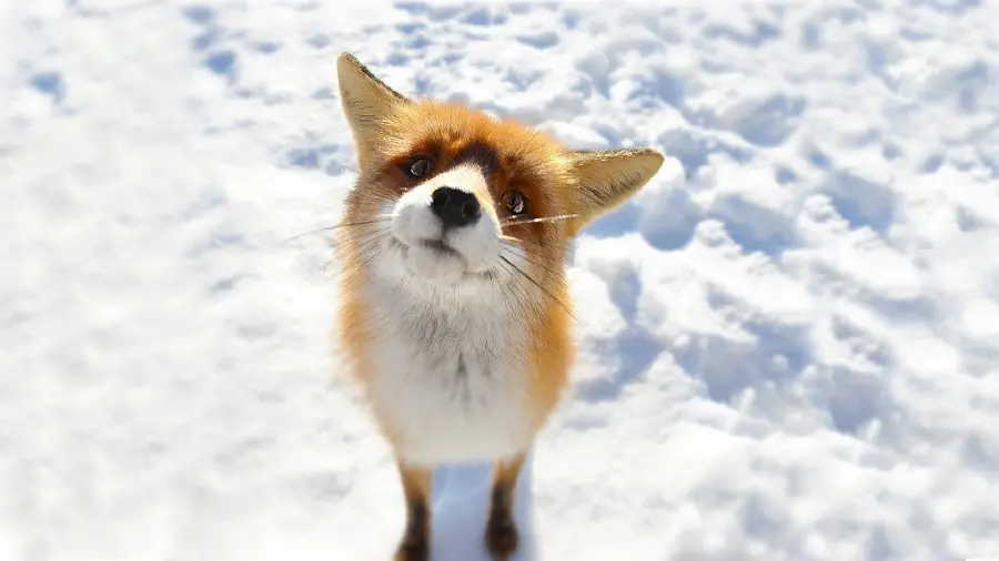 دانلود عکس روباه کنجکاو و ناز در آب و هوا و زمین از برف پوشیده
