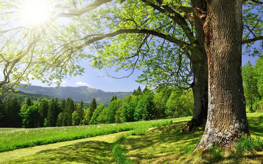 پوستر رویایی از طبیعت سبز و عکس منظره 2 درخت تنومند و جنگل وسیع با پرتوی نور خورشید باکیفیت hd