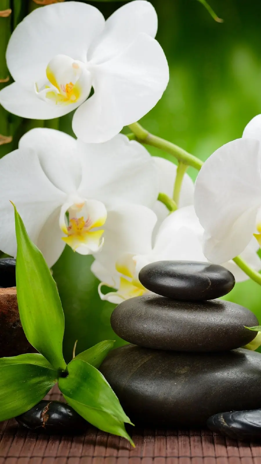 والپیپر گل ارکیده سفید در طبیعت سرسبز برای زمینه چت واتساپ