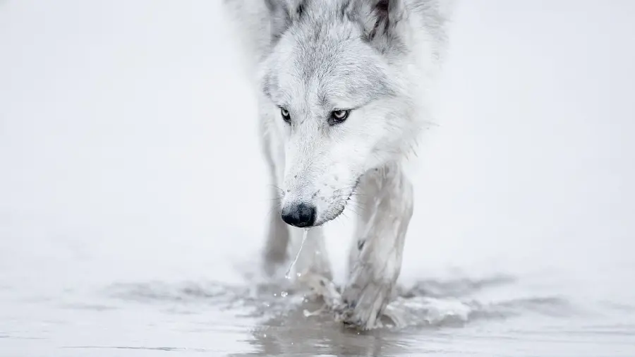 عکس هنری تحسین برانگیز از گرگ سفید با کیفیت بالا 