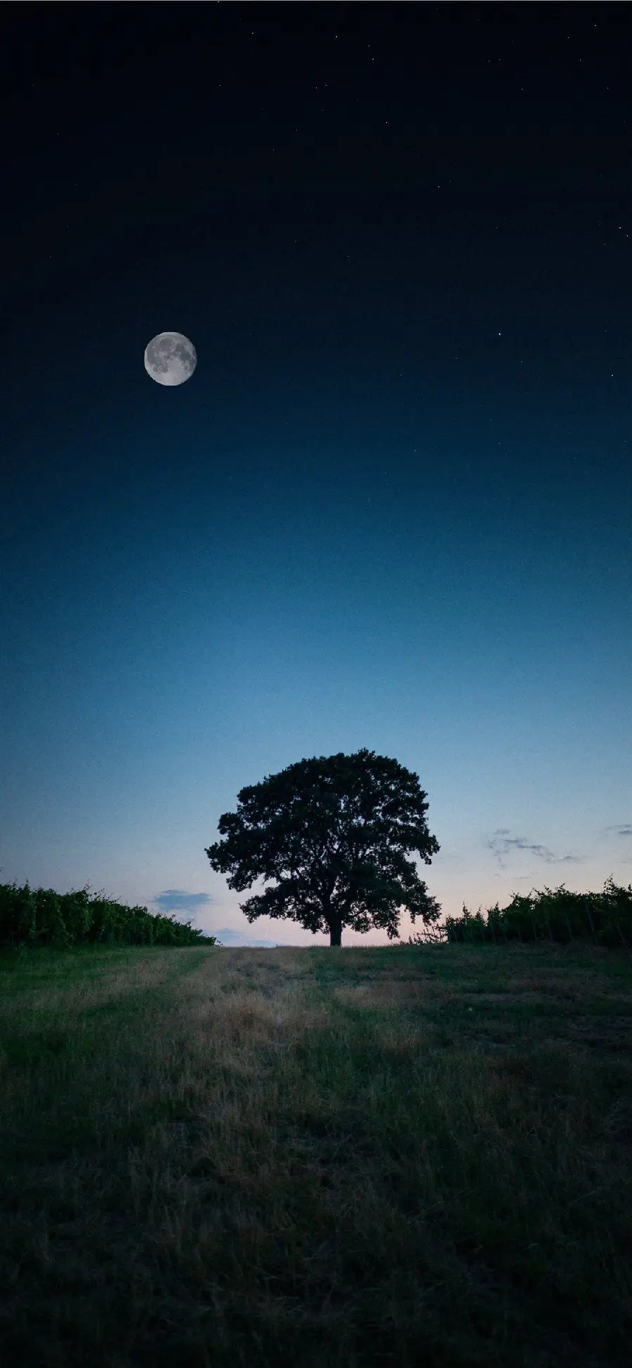 بک گراند مناسب گوشی اندروید با طرح درختی در سایه ماه