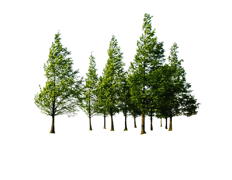 دانلود عکس PNG بدون پس زمینه باکیفیت از درختان کاج برای فتوشاپ
