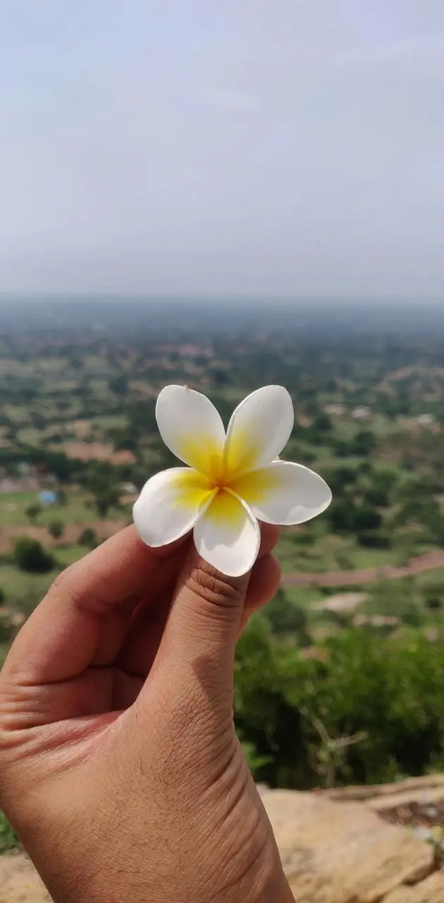 والپیپری خوشکل از گل پنج گلبرگ در دست