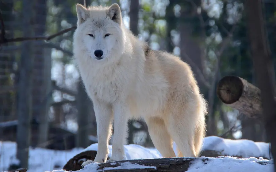 دانلود رایگان والپیپر فوق العاده از گرگ سفید در برف