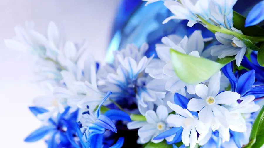 پس زمینه رویایی با طرح گل سفید و آبی برای ویندوز 12