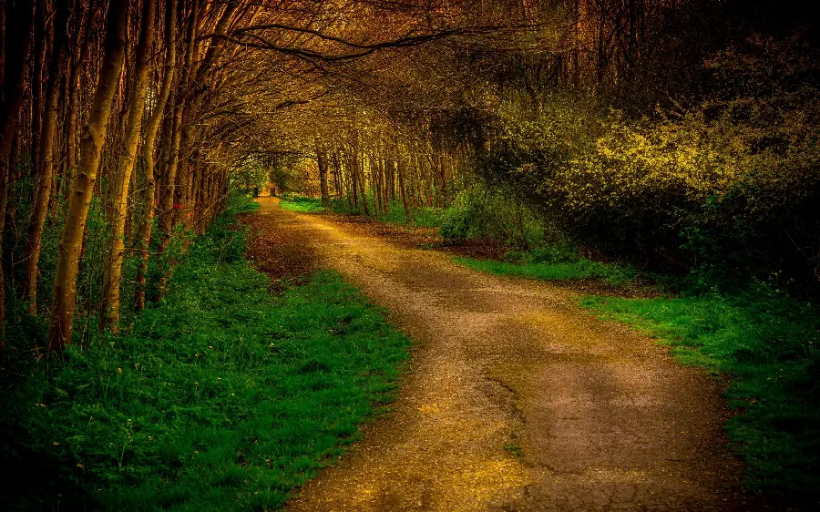 جاده جنگلی شگفت انگیز با تم پاییزی در یک قاب هنری زیبا 
