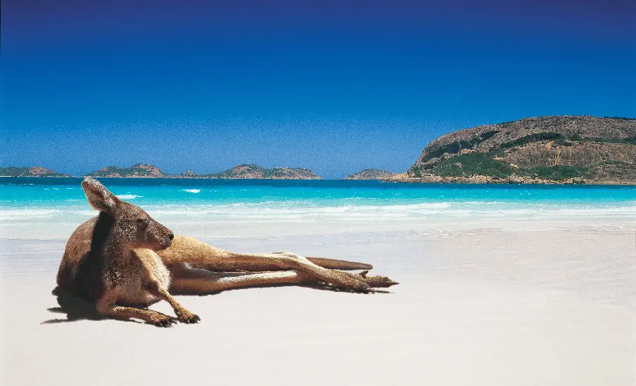 تصویر زمینه یونیک از کانگوروی خوابیده در برابر نور خورشید