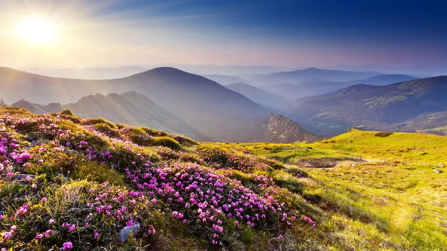 عکس جالب از بوته گل کوهی در امتداد نور خورشید 1401