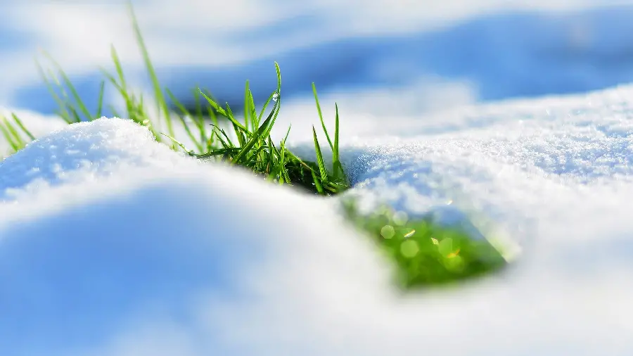 عکس استوک تماشایی از رویش سبزه ها در برف با کیفیت عالی 