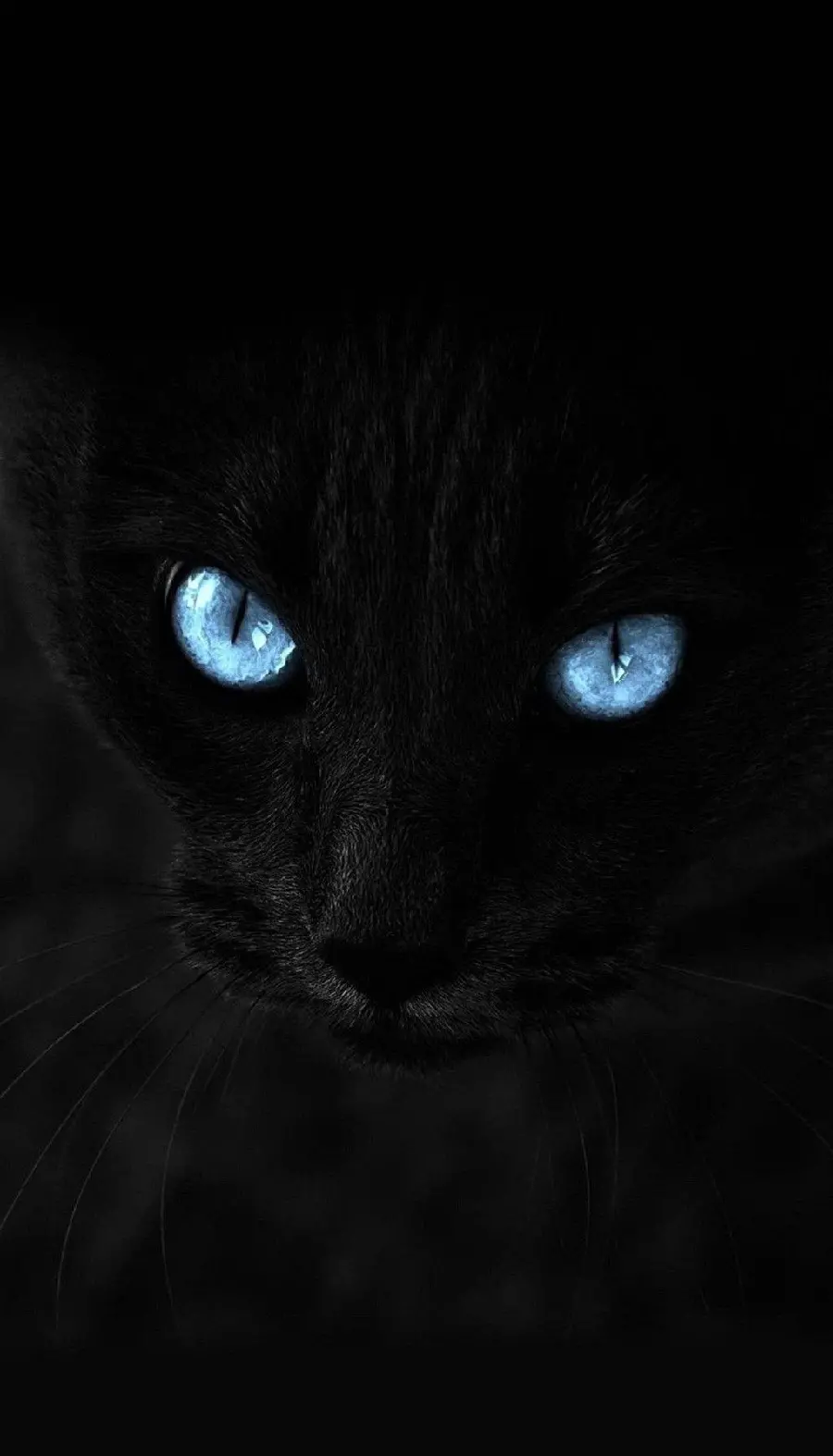 عکس وحشتناک از گربه مشکی غضبناک با چشمان آبی روشن