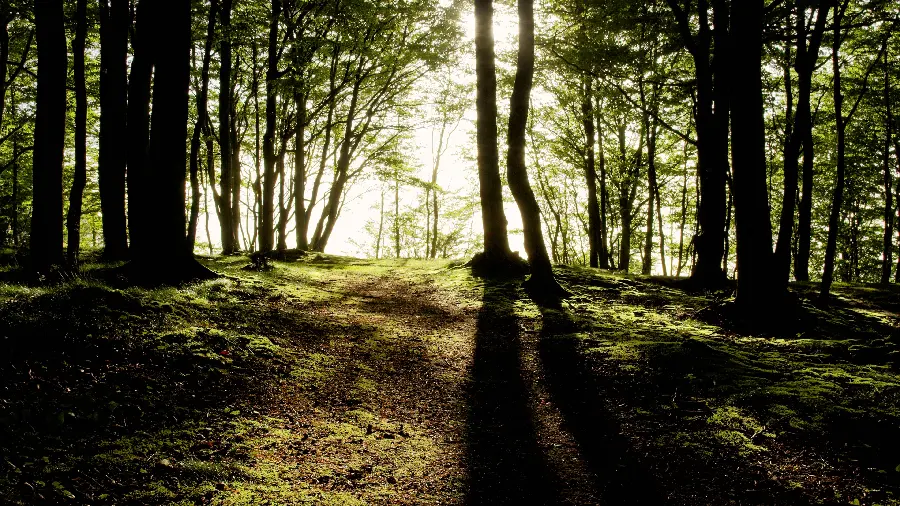 عکس رویایی از جنگل سبز در آغوش پرتو های نور آفتاب