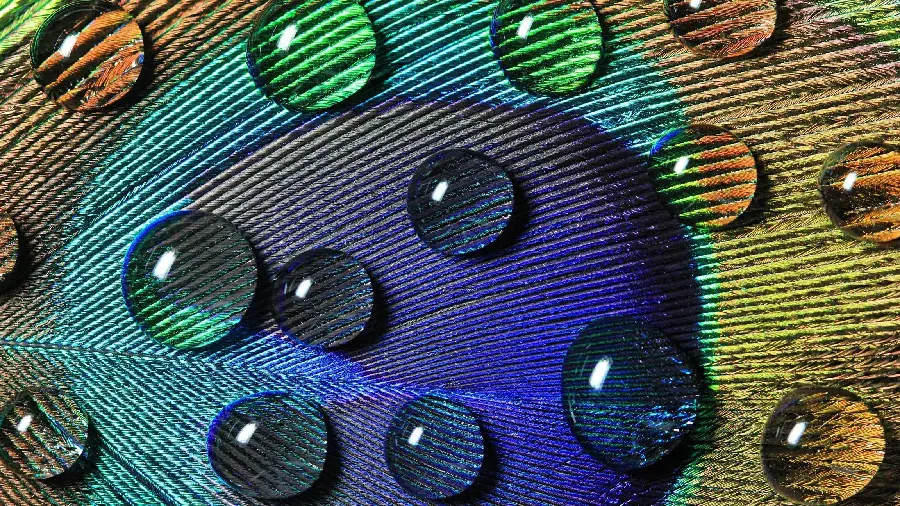 عکس هنری بی نظیر پر طاووس با قطرات شبنم با کیفیت HD