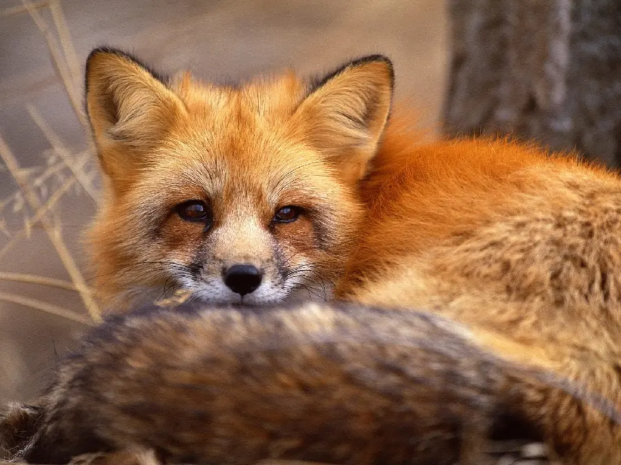 برترین بک گراند روباه نارنجی رنگ نشسته با دم نرم و لطیف