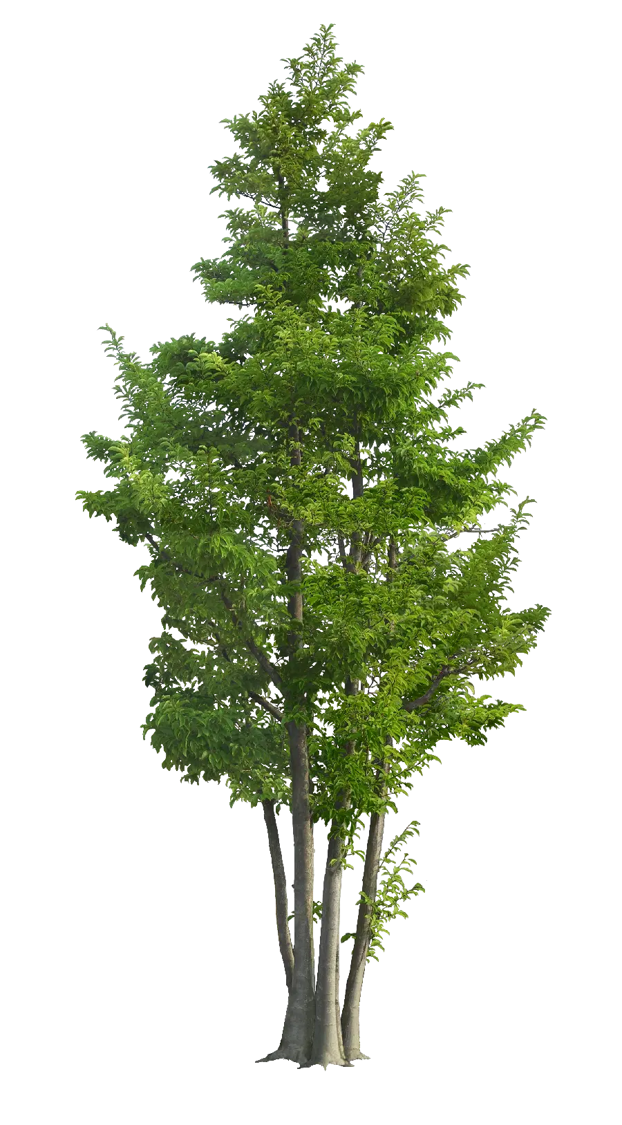 بک گراند زیبا با طرح درخت سبز برای اسلاید های پاورپوینت 