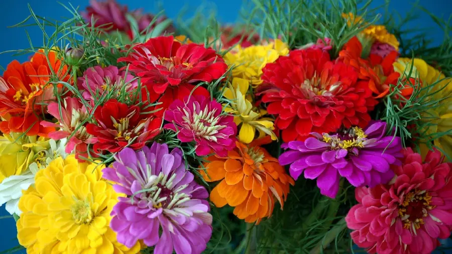 والپیپر محشر از گل های متنوع و رنگارنگ با کیفیت بالا 