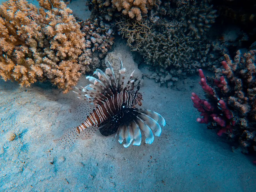 عکس زمینه شیر ماهی قرمز Red lionfish اقیانوس اطلس با کیفیت عالی