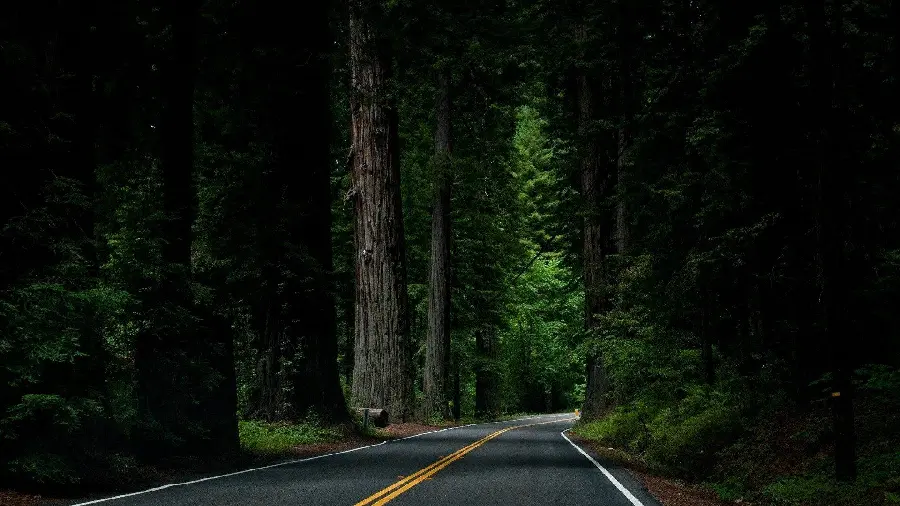 عکس منحصر به فرد از جاده جنگلی با تم تاریک و رمزآلود 