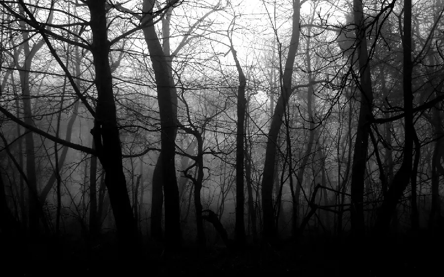 دانلود عکس جادویی و دارک به رنگ سیاه و سفید از جنگل مخوف با کیفیت Full HD 