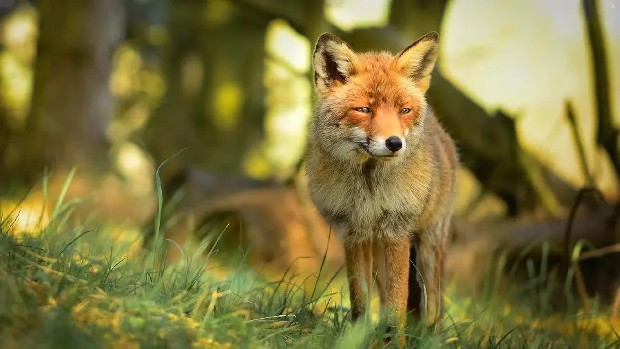 دانلود عکس استوک روباهی که به تازگی از خواب بیدار شده در جنگل