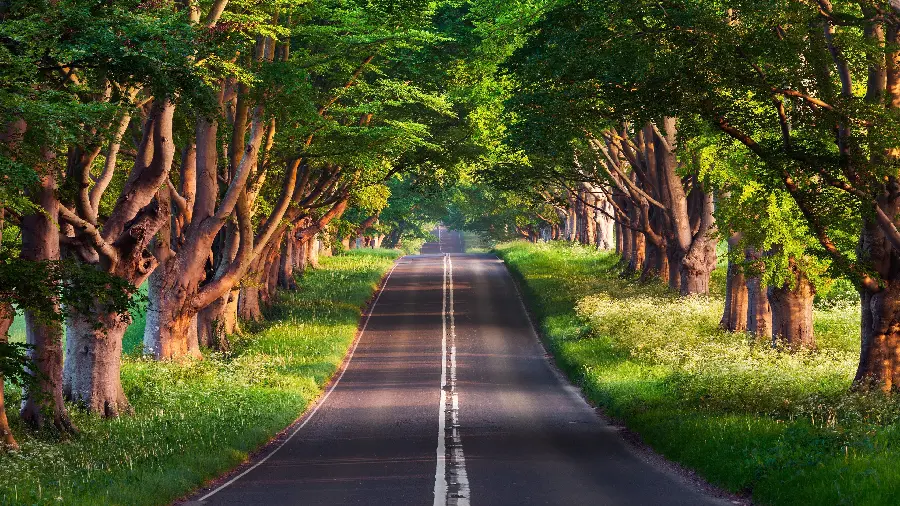 تصویر زمینه جاده جنگلی عاشقانه و رویایی برای ویندوز 12
