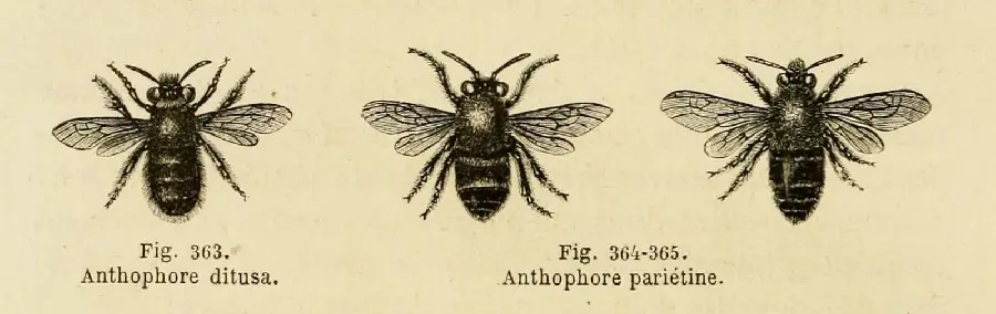دانلود تصویر طراحی واقعی از زنبور عسل برای الگو در نقاشی با کیفیت بالا 